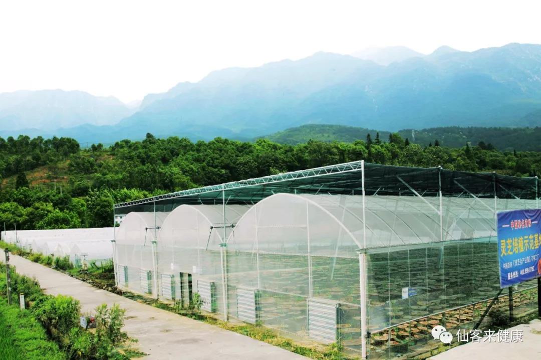 中國靈芝十大品牌|仙客來靈芝|仙客來靈芝破壁孢子粉|仙客來孢子油|仙客來靈芝飲片|仙客來破壁孢子粉|仙客來靈芝中藥飲片|馳名商標(biāo)|www.mirangroup.cn|