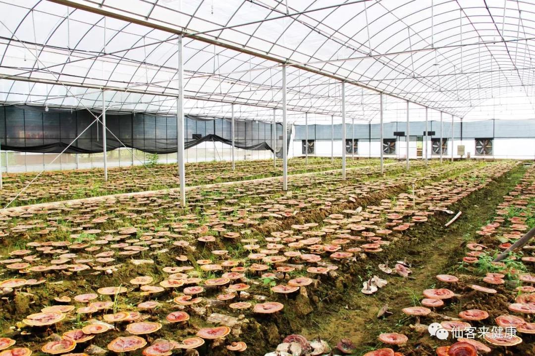 中國靈芝十大品牌|仙客來靈芝|仙客來靈芝破壁孢子粉|仙客來孢子油|仙客來靈芝飲片|仙客來破壁孢子粉|仙客來靈芝中藥飲片|馳名商標(biāo)|www.mirangroup.cn|