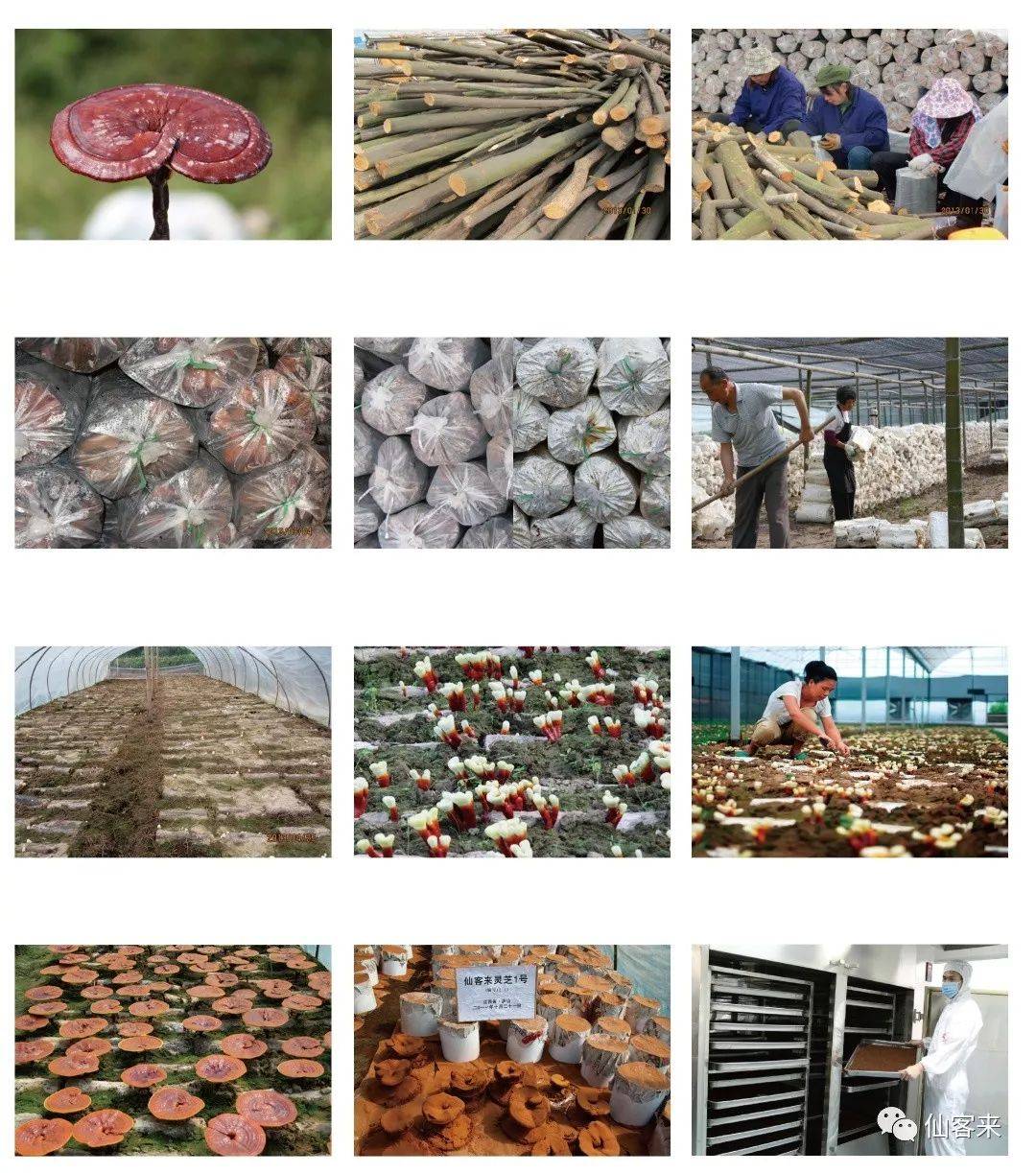 中國(guó)靈芝十大品牌|仙客來(lái)靈芝|仙客來(lái)靈芝破壁孢子粉|仙客來(lái)孢子油|仙客來(lái)靈芝飲片|仙客來(lái)破壁孢子粉|仙客來(lái)靈芝中藥飲片|馳名商標(biāo)|www.mirangroup.cn|