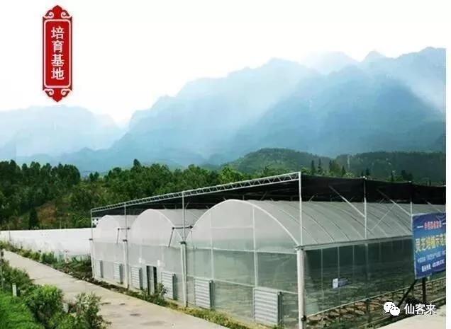 中國(guó)靈芝十大品牌|仙客來(lái)靈芝|仙客來(lái)靈芝破壁孢子粉|仙客來(lái)孢子油|仙客來(lái)靈芝飲片|仙客來(lái)破壁孢子粉|仙客來(lái)靈芝中藥飲片|馳名商標(biāo)|www.mirangroup.cn|