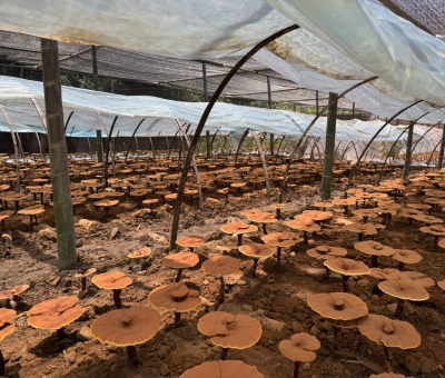 共同見(jiàn)證！首屆靈芝日慶典暨仙客來(lái)與北京大學(xué)醫(yī)學(xué)部科研成果發(fā)布會(huì)舉行